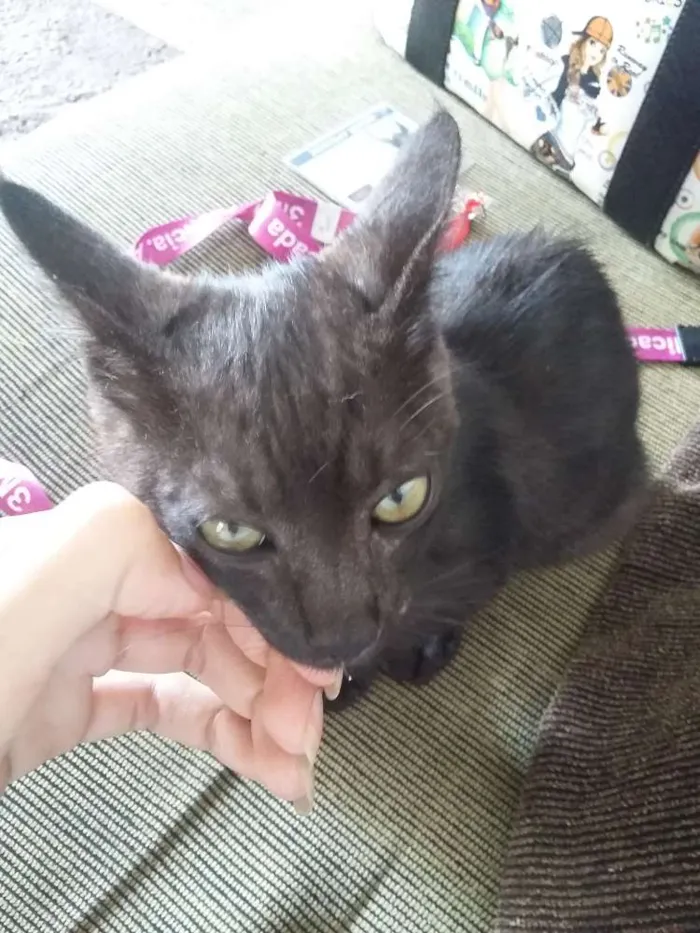 Gato ra a S.R.D idade Abaixo de 2 meses nome Sem nome