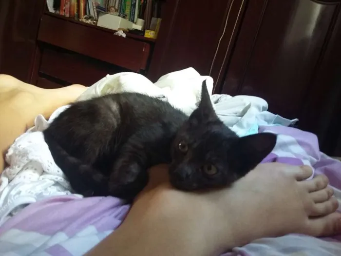 Gato ra a S.R.D idade Abaixo de 2 meses nome Sem nome