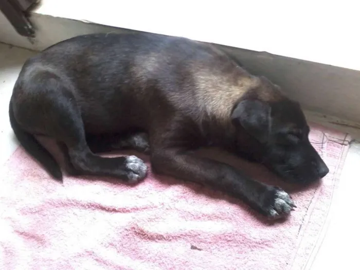 Cachorro ra a mix l idade 2 a 6 meses nome Flor