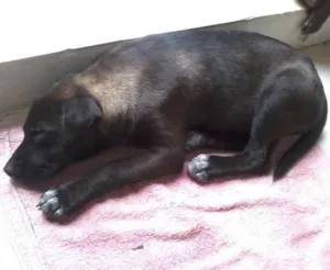 Cachorro raça mix l idade 2 a 6 meses nome Flor