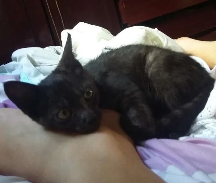 Gato ra a S.R.D idade Abaixo de 2 meses nome Sem nome