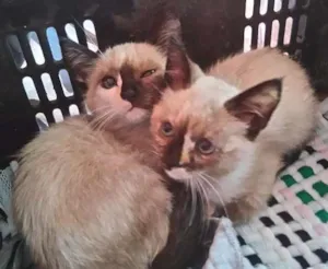 Gato raça Não identificado  idade Abaixo de 2 meses nome Sem nome