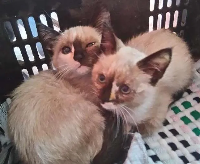 Gato ra a Não identificado  idade Abaixo de 2 meses nome Sem nome