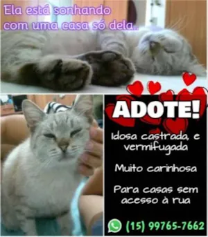 Gato raça SRD idade 6 ou mais anos nome Copélia