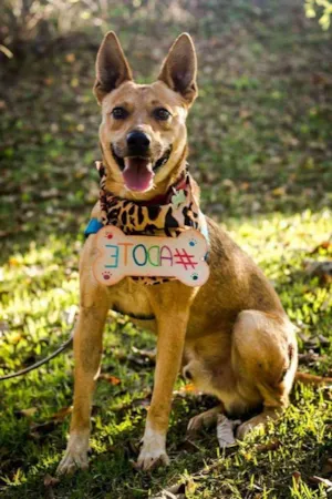 Cachorro raça SRD idade 2 anos nome Parmesão