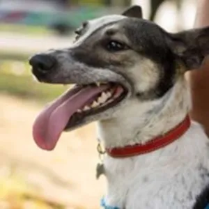 Cachorro raça SRD idade 2 anos nome Ruby