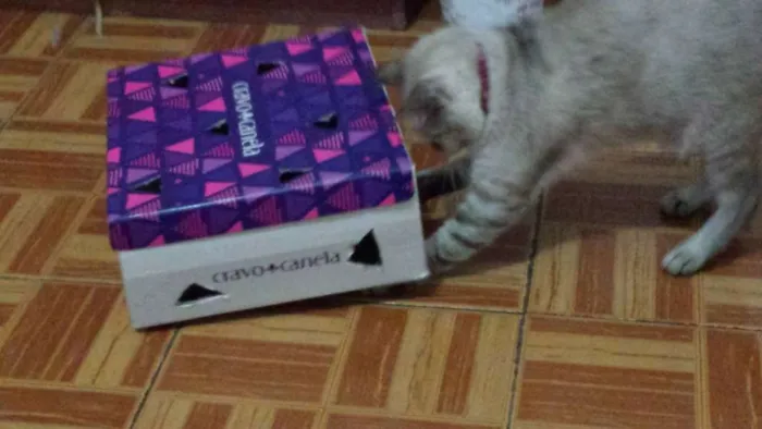 Gato ra a SRD idade 6 ou mais anos nome Copélia