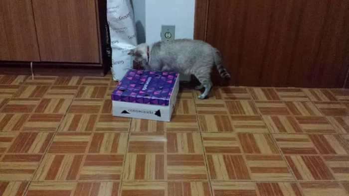 Gato ra a SRD idade 6 ou mais anos nome Copélia