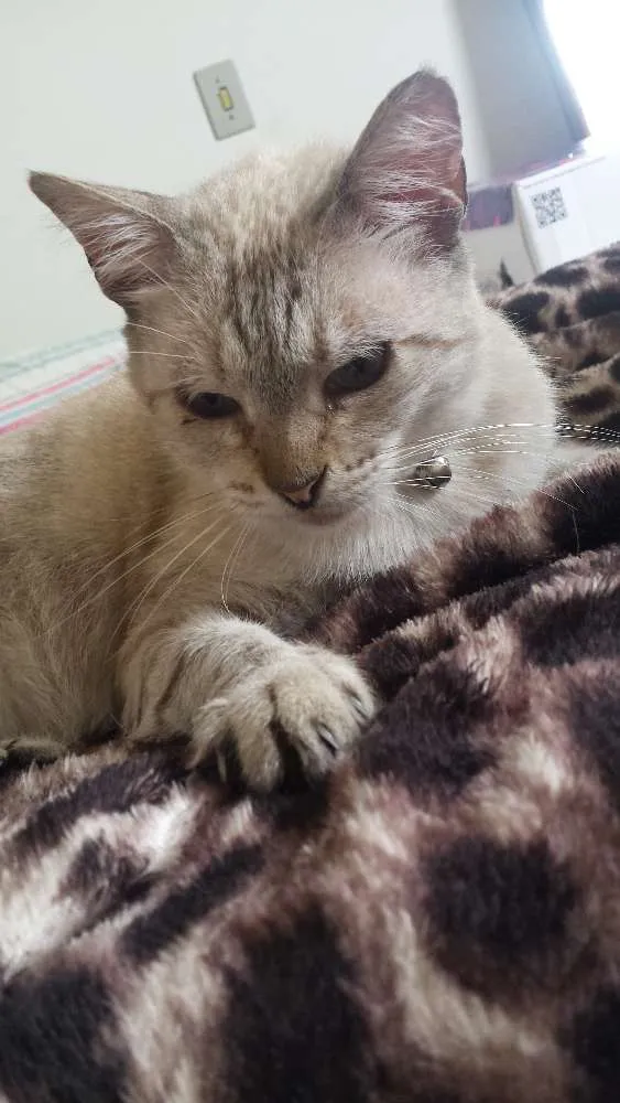 Gato ra a SRD idade 6 ou mais anos nome Copélia