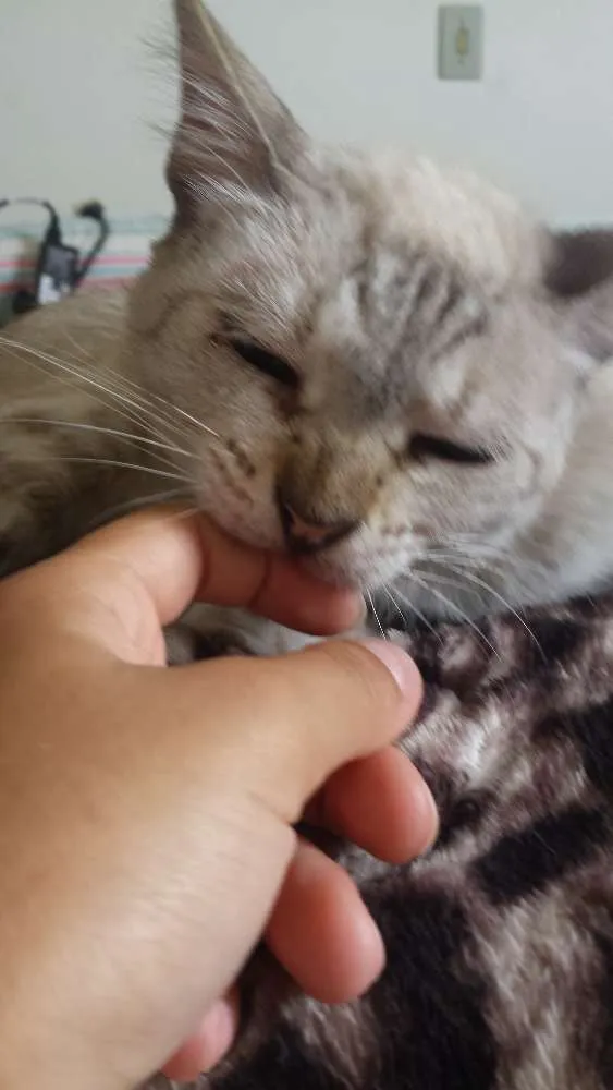 Gato ra a SRD idade 6 ou mais anos nome Copélia