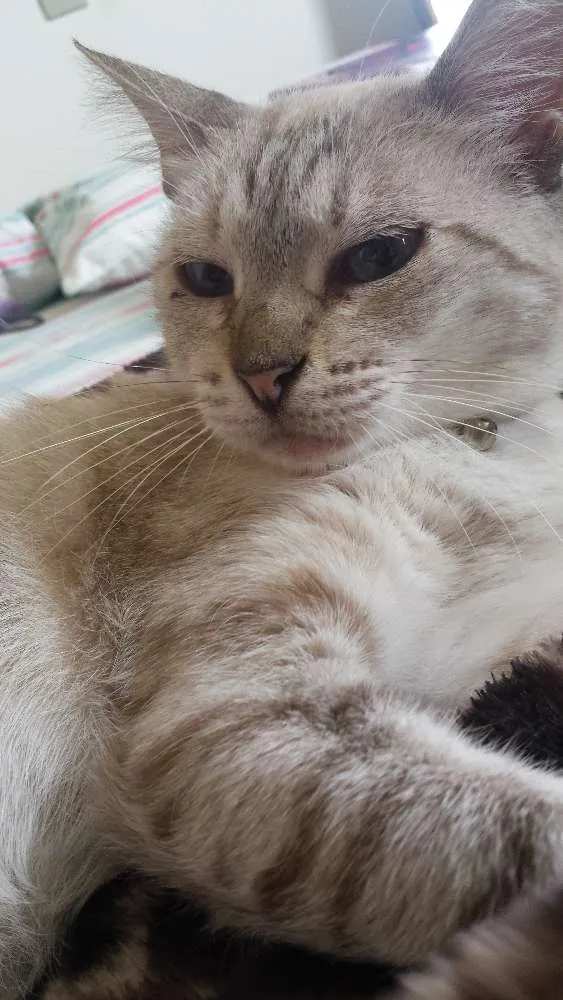 Gato ra a SRD idade 6 ou mais anos nome Copélia