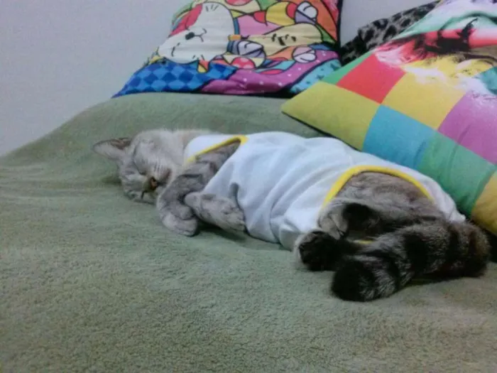 Gato ra a SRD idade 6 ou mais anos nome Copélia