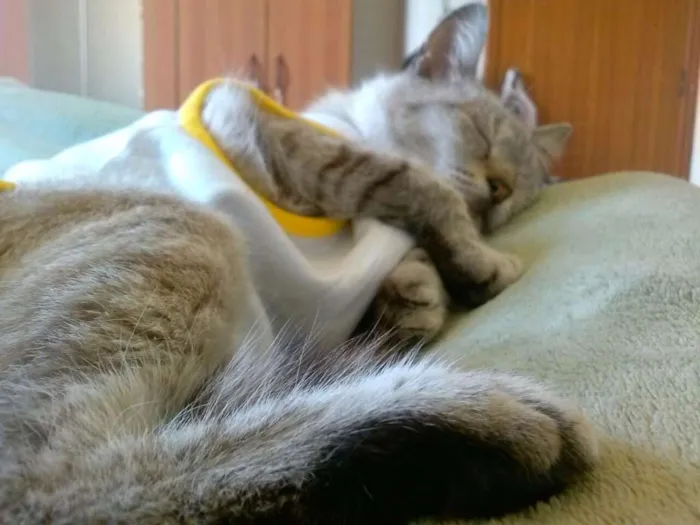 Gato ra a SRD idade 6 ou mais anos nome Copélia