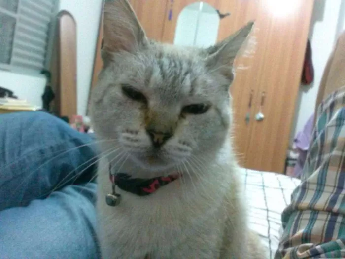 Gato ra a SRD idade 6 ou mais anos nome Copélia