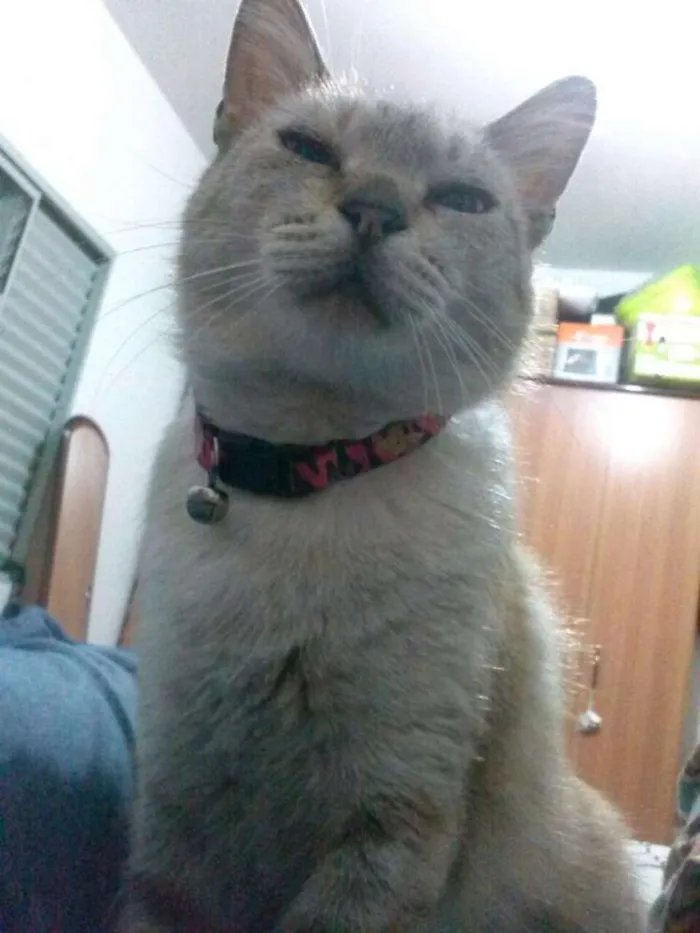 Gato ra a SRD idade 6 ou mais anos nome Copélia