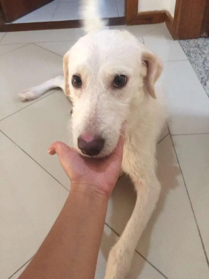 Cachorro ra a vira lata  idade 1 ano nome Fiel