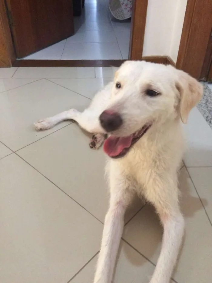 Cachorro ra a vira lata  idade 1 ano nome Fiel