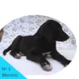 Menino 3