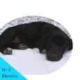 Menino 3