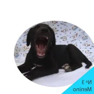 Cachorro raça SRD idade 2 a 6 meses nome Menino 3