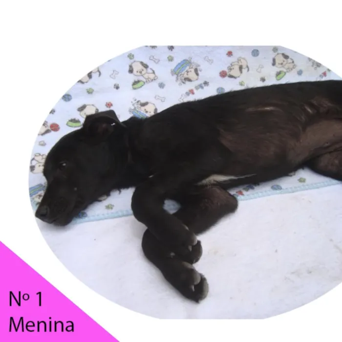 Cachorro ra a SRD idade Abaixo de 2 meses nome Menina 1