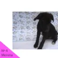 Menina 4