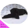 Menina 4