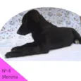 Menina 4