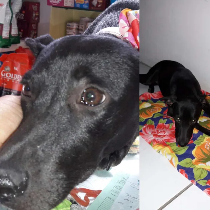 Cachorro ra a SRD idade 2 a 6 meses nome Bodega