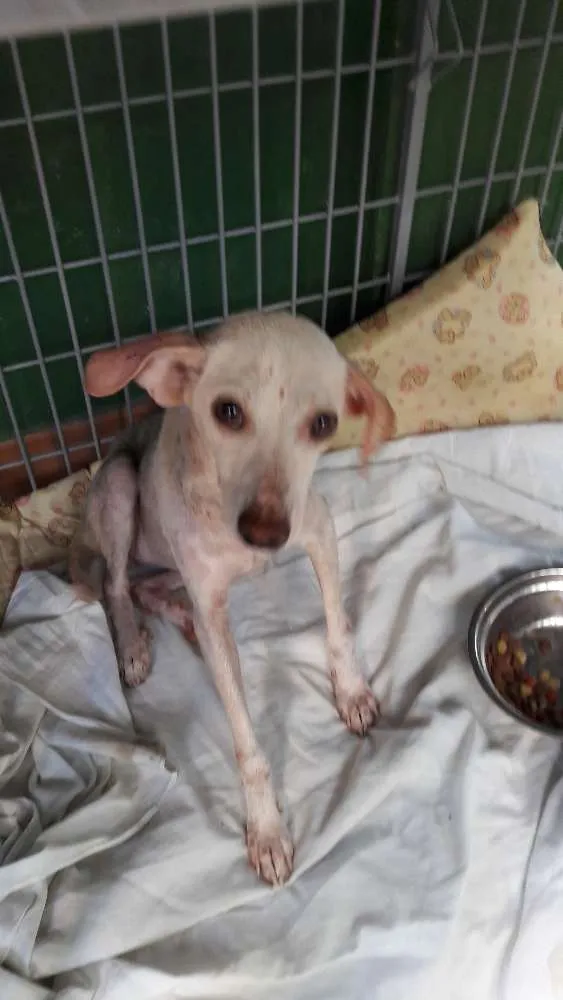 Cachorro ra a Srd idade 7 a 11 meses nome Zap
