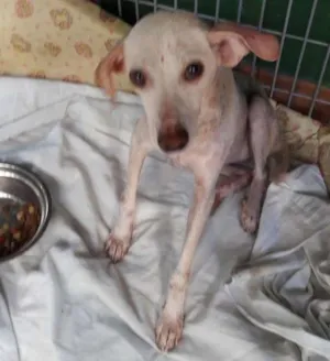 Cachorro raça Srd idade 7 a 11 meses nome Zap