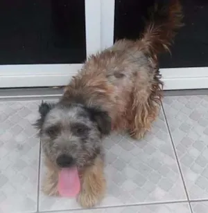 Cachorro raça Poodle idade 6 ou mais anos nome PINGO