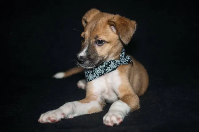 Cachorro ra a SRD idade Abaixo de 2 meses nome Sparky 