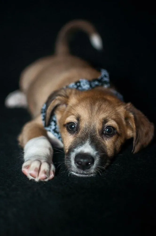 Cachorro ra a SRD idade Abaixo de 2 meses nome Sparky 