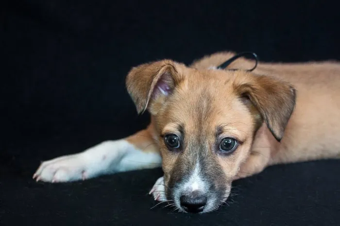 Cachorro ra a SRD idade Abaixo de 2 meses nome Sparky 