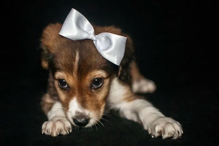 Cachorro ra a SRD idade Abaixo de 2 meses nome Brigite