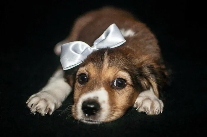 Cachorro ra a SRD idade Abaixo de 2 meses nome Brigite