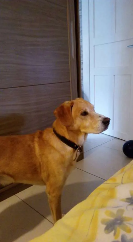 Cachorro ra a SRD idade 6 ou mais anos nome Apolo