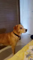 Apolo