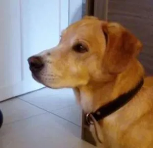 Cachorro raça SRD idade 6 ou mais anos nome Apolo