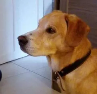Cachorro ra a SRD idade 6 ou mais anos nome Apolo