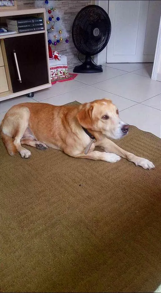 Cachorro ra a SRD idade 6 ou mais anos nome Apolo