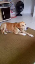 Apolo