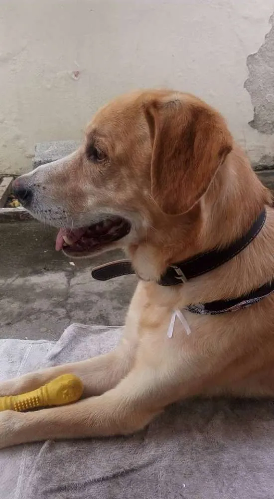 Cachorro ra a SRD idade 6 ou mais anos nome Apolo
