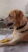 Apolo