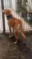 Apolo