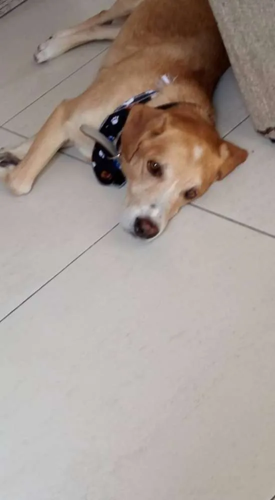 Cachorro ra a SRD idade 6 ou mais anos nome Apolo