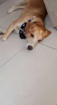 Apolo