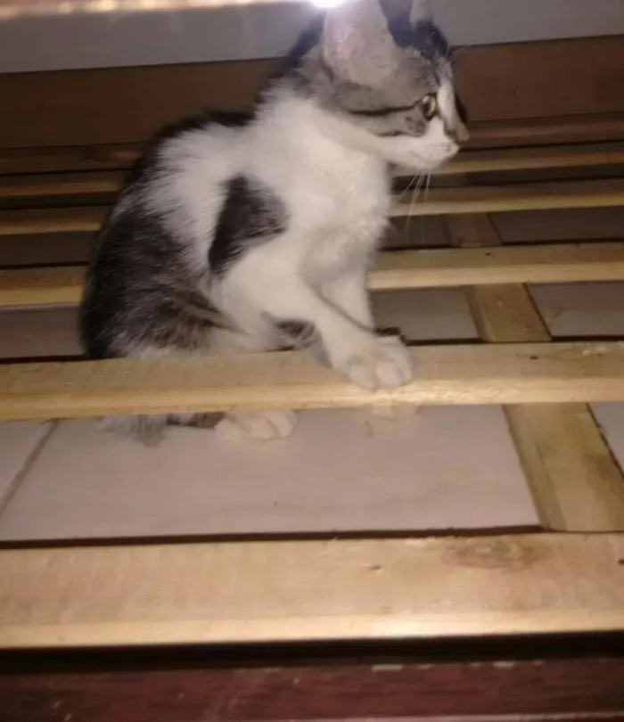 Gato ra a  idade Abaixo de 2 meses nome Sem nome