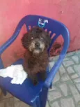 Neguinho